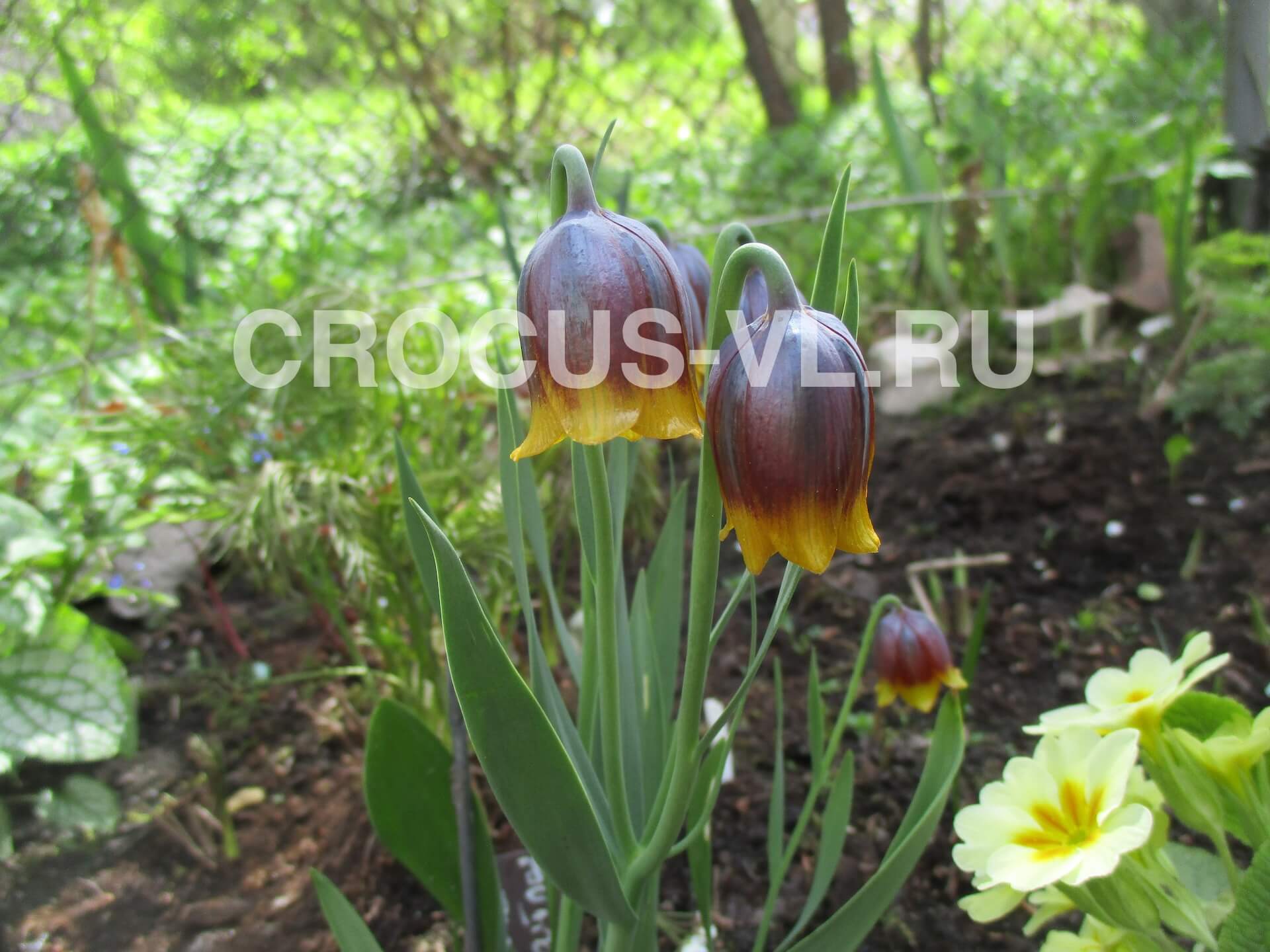 Рябчик Михайловского